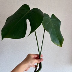 モンステラ　２の画像
