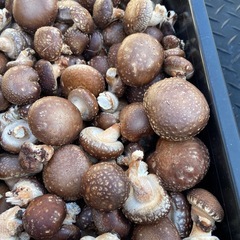 原木椎茸　生椎茸　本日収穫　キロ1000円
の画像