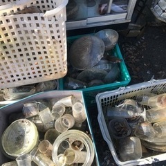 磁器　ガラス　コップ　食器類の画像