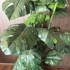 観葉植物（偽物）の画像