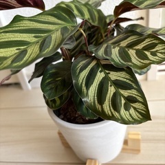 観葉植物　カラテアマコヤナの画像