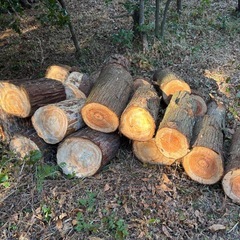 薪ヒノキ20〜50センチの画像