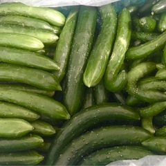 1/4販売【訳あり】きゅうり1袋100円の画像