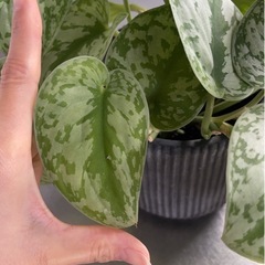 レア♡元気♡大きめスキンダプサスの画像