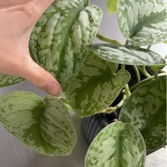 レア♡元気♡大きめスキンダプサスの画像