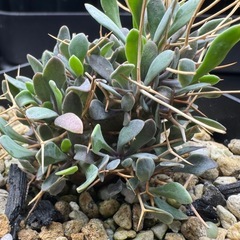 実生】オトンナ・ユーフォルビオイデス②の画像