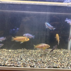 🐠ゴールデンゼブラシクリッド 全長±6〜9㎝ 1匹200円【在庫10匹】自家繁殖個体 No.02の画像