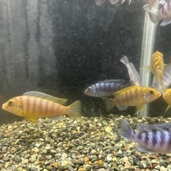 🐠ゴールデンゼブラシクリッド 全長±6〜9㎝ 1匹200円【在庫10匹】自家繁殖個体 No.02の画像