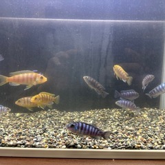 🐠ゴールデンゼブラシクリッド 全長±6〜9㎝ 1匹200円【在庫10匹】自家繁殖個体 No.02の画像