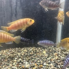 🐠ゴールデンゼブラシクリッド 全長±6〜9㎝ 1匹200円【在庫10匹】自家繁殖個体 No.02の画像