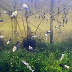 🐠ゴールデンブラックモーリー 全長±1.5〜2㎝ 1匹80円【在庫6匹】自家繁殖個体 No.01の画像