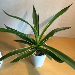 アガベ　ベネズエラの画像