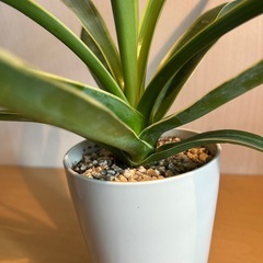 アガベ　ベネズエラの画像