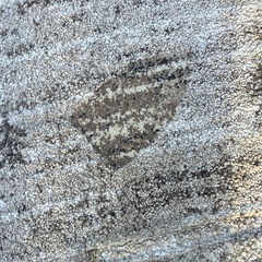 カーペット　無料の画像