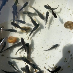 一月限定　2種類買うと安い方半額になります😊　メダカ　めだかの画像