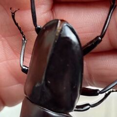 【人気種 国産最大ノコ】アマミノコギリクワガタ ペア販売① 2026の画像