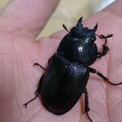 【人気種 国産最大ノコ】アマミノコギリクワガタ ペア販売① 2026の画像