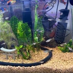 グッピーの画像