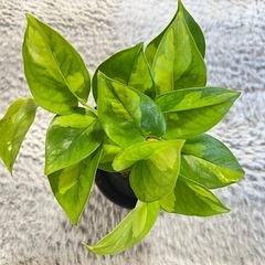【観葉植物】ポトスグローバルグリーンの画像