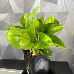 【観葉植物】ポトスグローバルグリーンの画像