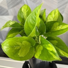 【観葉植物】ポトスグローバルグリーンの画像