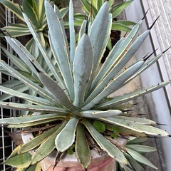 アガベ　マクロアカンサ錦の画像