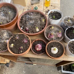 ヒヤシンス1株500円（鉢セット）の画像