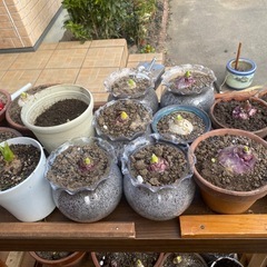 ヒヤシンス1株500円（鉢セット）の画像