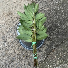 サカキ 榊の画像