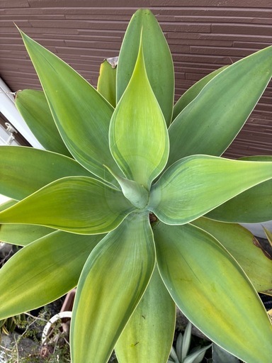 アガベアテナータカラズストライプ (ryu) うるまのその他の中古