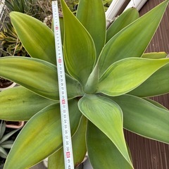 アガベ　アテナータ　カラズストライプの画像