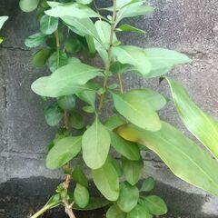 クコの苗木　枸杞　ゴジベリーの画像