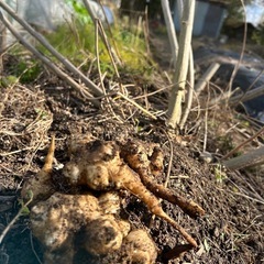 訳あり菊芋1月3日収穫700gの画像