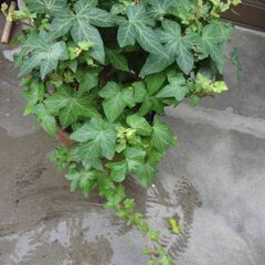 観葉植物　ツタ　蔦　鉢植え　アイビーの画像