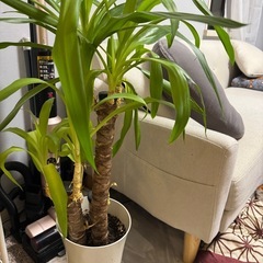 観葉植物の画像