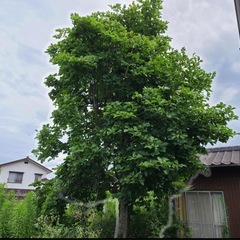 草刈りや植木の剪定・伐採をメインに家に関するお困り事を解決します！