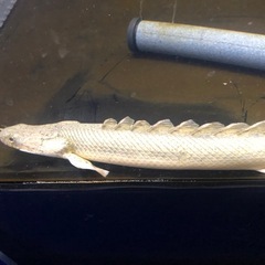 第一弾④ポリプテルスラプラディ凹みの画像