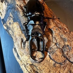 ギラファノコギリクワガタペアの画像