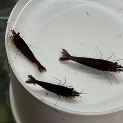 【カラーチェリーシュリンプ 】   『 ブラック　 』 の画像