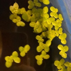 【自家繁殖/ 浮草】 『 コウキクサ 』    20株の画像