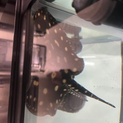 ダイヤモンドポルカ
の画像