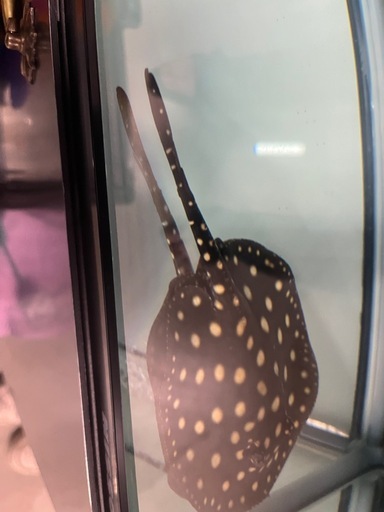 ダイヤモンドポルカ
