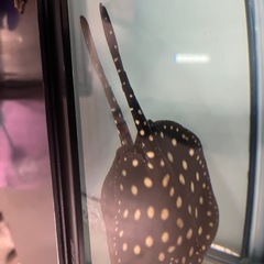 ダイヤモンドポルカ
の画像