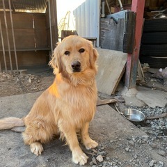ゴールデンレトリバー🐶ももちゃん🍑女の子🎀