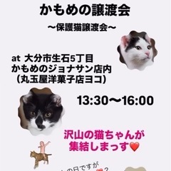 🏵️カモメの譲渡会🏵️