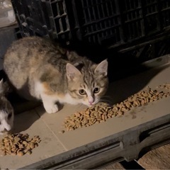 麦わら子猫の里親を募集しています
