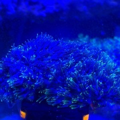 スターポリプの画像