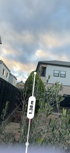 オリーブの木　長さ写真あり