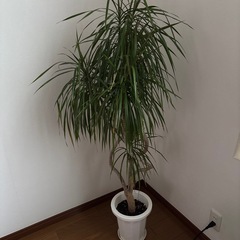 観葉植物の画像