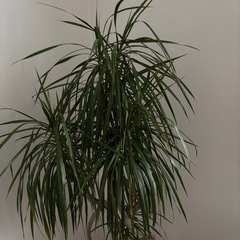 観葉植物の画像